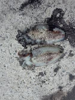 田ノ浦でエギング、コウイカ連続ヒット(^_…