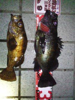 淡路島のメバリングトーナメントで優勝しました！