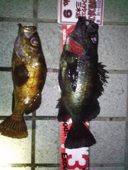 淡路島のメバリングトーナメントで優勝しまし…