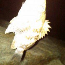 江井ヶ島でメバリング、オレンジに活発なバイト