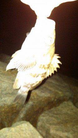 江井ヶ島でメバリング、オレンジに活発なバイト