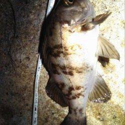 江井ヶ島でメバリング、オレンジに活発なバイト