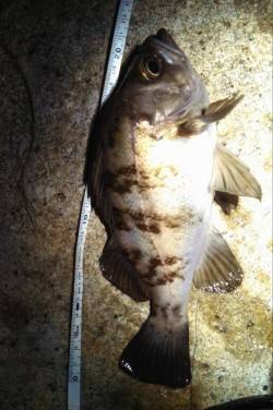 江井ヶ島でメバリング、オレンジに活発なバイ…