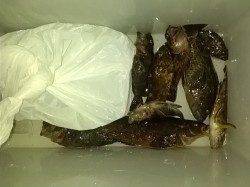 淡輪漁港などテトラを探り歩いてアイナメ・ソイ・ガシラ