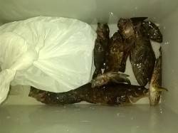 淡輪漁港などテトラを探り歩いてアイナメ・ソ…