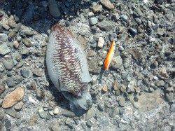 春のアオリまでコウイカに癒やされま～す(´▽｀)