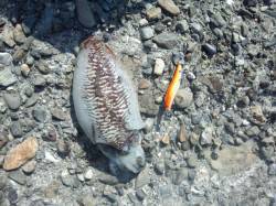 春のアオリまでコウイカに癒やされま～す(´…