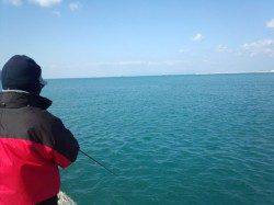 春のアオリまでコウイカに癒やされま～す(´▽｀)