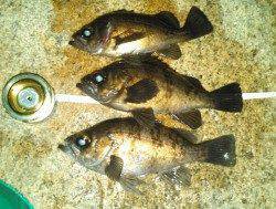 フロートリグに初挑戦〜江井ヶ島でメバリング