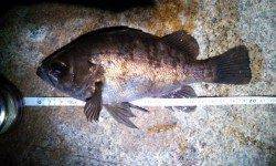 フロートリグに初挑戦〜江井ヶ島でメバリング