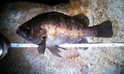 フロートリグに初挑戦〜江井ヶ島でメバリング…