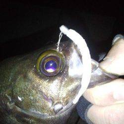 明石方面メバリング〜体高あるメバルの力強い引きを堪能