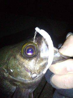 明石方面メバリング〜体高あるメバルの力強い引きを堪能