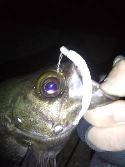 明石方面メバリング〜体高あるメバルの力強い…