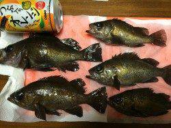 中島埠頭でメバリング、入れ食いで良型も連発！