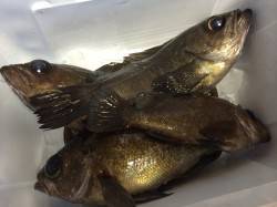 中島埠頭でメバリング、入れ食いで良型も連発…