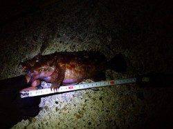 朝マズメを狙って、メバリング&ガシリング