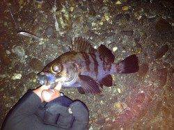 朝マズメを狙って、メバリング&ガシリング