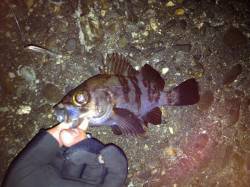 朝マズメを狙って、メバリング＆ガシリング