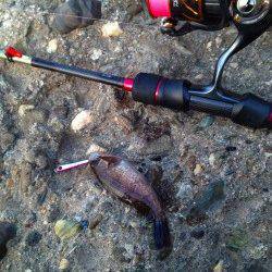 プラグとジグでメバリング、ベイトはイカナゴでした