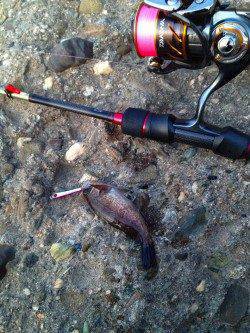 プラグとジグでメバリング、ベイトはイカナゴでした