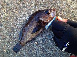 プラグとジグでメバリング、ベイトはイカナゴでした