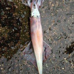 追わせて食わす超スローダートでヤリイカ5ハイ！