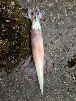 追わせて食わす超スローダートでヤリイカ5ハ…