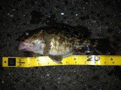 JH底ベタ時折シェイクでデットスローがヒットパターン