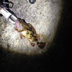 須磨でメバリング、あっさり一投目からバイトあり