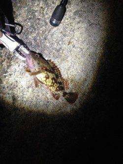 須磨でメバリング、あっさり一投目からバイトあり