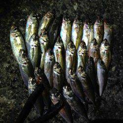 オレンジのワームに好反応！アジング楽しめました♪