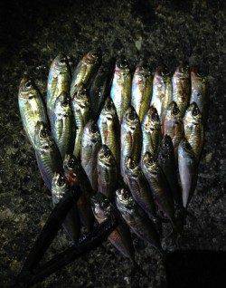 オレンジのワームに好反応！アジング楽しめました♪