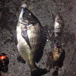 ダウンショットリグで40UPのチヌがヒットしました！