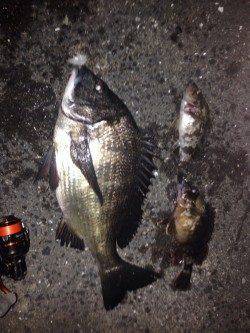 ダウンショットリグで40UPのチヌがヒットしました！