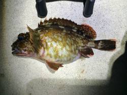 垂水漁港でのメバリング釣果、釣れたガシラは…