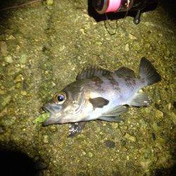 須磨でメバリング、あっさり一投目からバイトあり