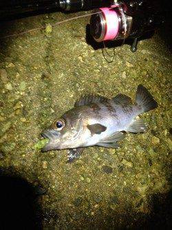 須磨でメバリング、あっさり一投目からバイトあり