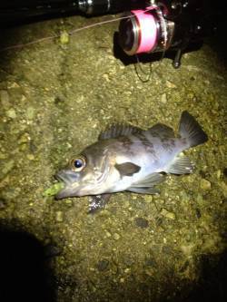 須磨でメバリング、あっさり一投目からバイト…