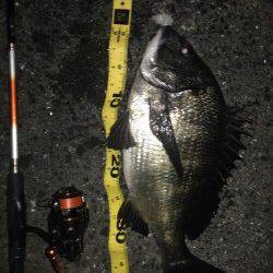 ダウンショットリグで40UPのチヌがヒットしました！