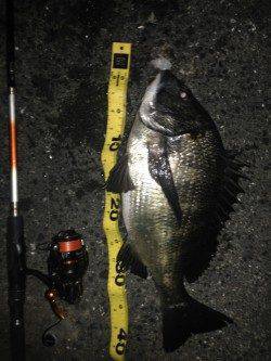 ダウンショットリグで40UPのチヌがヒットしました！