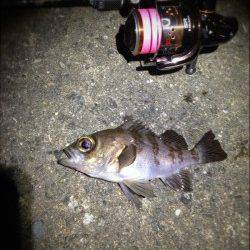 須磨で北風も強く極寒の中でのメバリング