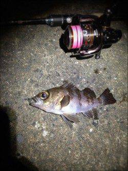 須磨で北風も強く極寒の中でのメバリング