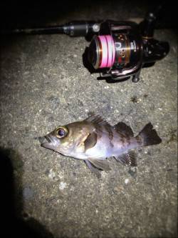 須磨で北風も強く極寒の中でのメバリング