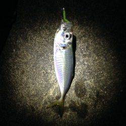 風が緩んだらアジングへ♪ 出ました34cmのナイスサイズ