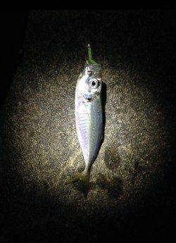 風が緩んだらアジングへ♪ 出ました34cmのナイスサイズ