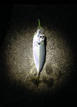 風が緩んだらアジングへ♪ 出ました34cm…