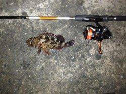 舞洲で19時～21時迄のガシリング釣果