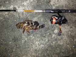 舞洲で19時～21時迄のガシリング釣果