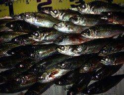 田辺でアジング、釣果は20cm前後を40弱♪